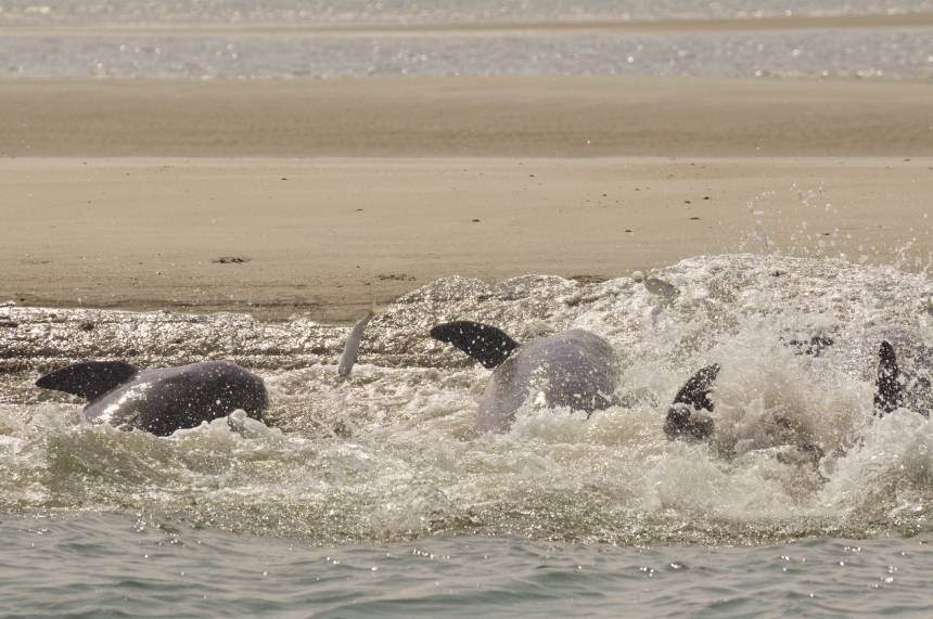 Eco boat tours charleston folly beach